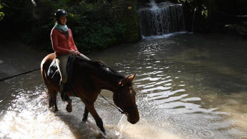 avocat droit équin chute de cheval Nice 06 PACA